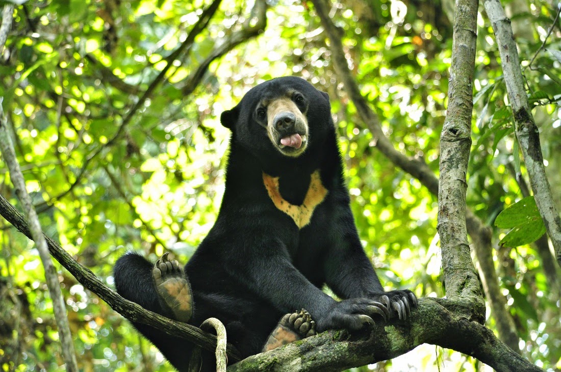 Малазийский медведь фото