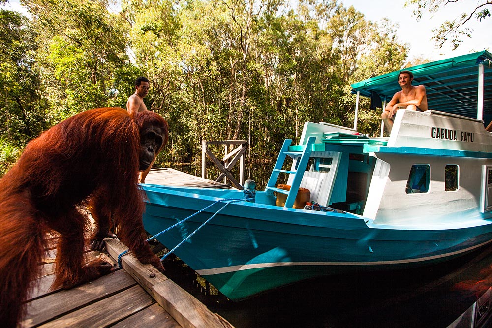 ORANGUTAN RIVER CRUISE HOUSEBOAT 3D2N